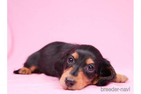 成約済の東京都のミニチュアダックスフンド(ロングヘアード)-194452の5枚目